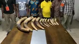 cote divoire de presumes trafiquants divoires et un ex depute mis aux arrets